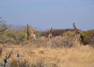Ameib-Ranch - Diario di viaggio in Namibia