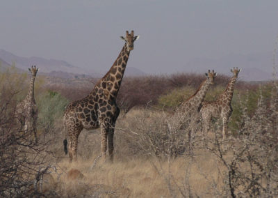 giraffe all'Ameib Ranch - Diario di viaggio in Namibia