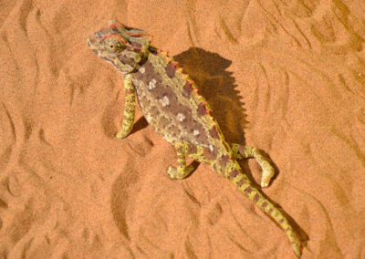 nake Park - Diario di viaggio in Namibia