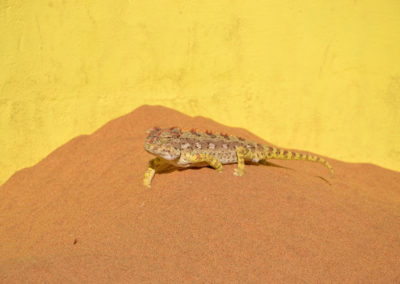 Snake Park - Diario di viaggio in Namibia