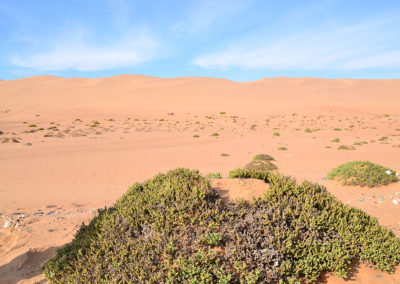 Dorob national Park - Diario di viaggio in Namibia