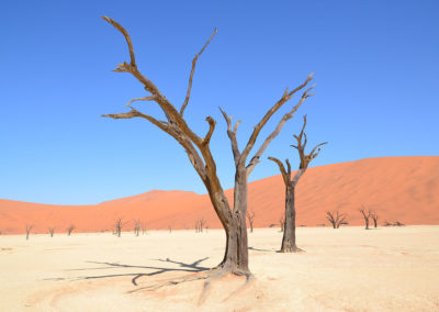 Deadvlei - Diario di viaggio in Namibia
