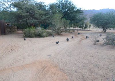 Solitaire Desert Farm (galline faraone) - Diario di viaggio in Namibia