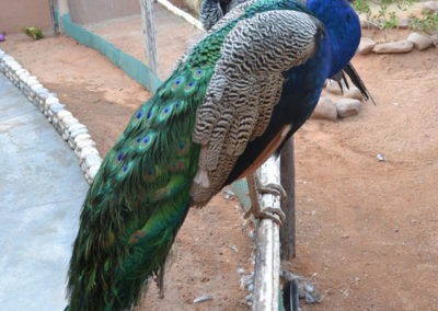 Solitaire Desert Farm (pavoni) - Diario di viaggio in Namibia