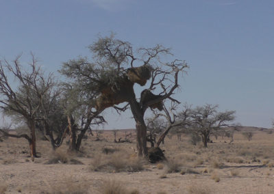 Solitaire verso Windhoek (nidi di passeracei condominali) - Diario di viaggio in Namibia