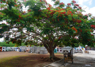 Albero-in-fiore-e-cimitero-tipico-messicano - Diario di viaggio in Messico