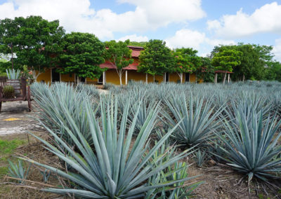 Distilleria-dell’agave-Mayapan- Diario di viaggio in Messico