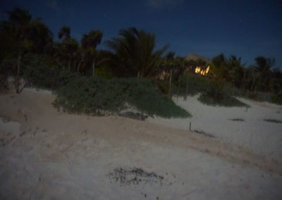 Nidificazione-tartarughe-sulla-spiaggia-di-notte - Akumal-spiaggia - Diario di viaggio in Messico