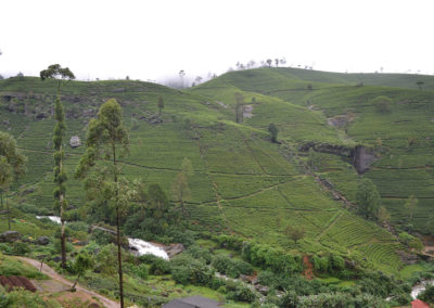 Piantagioni di tè tra Kandy e Nuwara-Eliya - Diario sdi viaggio in Sri Lanka