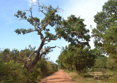 Parco Nazionale di Yala - Diario di viaggio in Sri Lanka