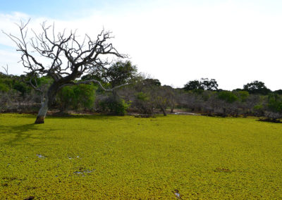 Parco Nazionale di Yala - Diario di viaggio in Sri Lanka