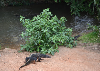 Varani lungo il corso di un fiume - Diario di viaggio in Sri Lanka