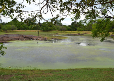 Parco Nazionale di Minnerya - Diario di viaggio in Sri Lanka
