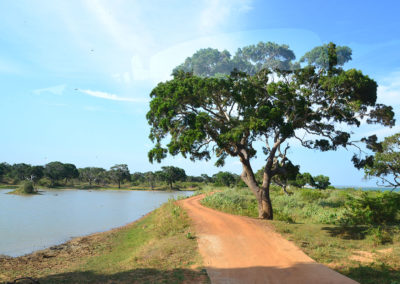 Parco Nazionale di Yala - Diario di viaggio in Sri Lanka