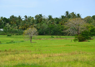 Parco Nazionale di Minnerya - Diario di viaggio in Sri Lanka