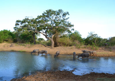 Parco Nazionale di Yala - Diario di viaggio in Sri Lanka