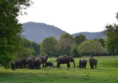 Parco Nazionale di Minnerya - Diario di viaggio in Sri Lanka