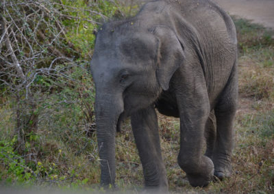 Parco Nazionale di Yala - Diario di viaggio in Sri Lanka