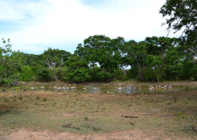 Parco Nazionale di Yala - Diario di viaggio in Sri Lanka