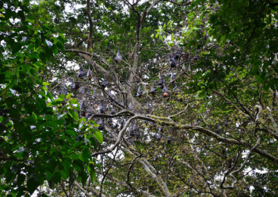 Pipistrelli Giardino Botanico di Peradeniya - Diario di viaggio in Sri Lanka