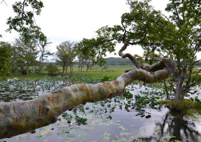 Chaaya Holiday Habarana - Diario di viaggio in Sri Lanka