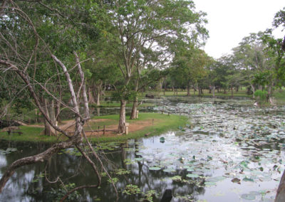 Chaaya Holiday Habarana - Diario di viaggio in Sri Lanka