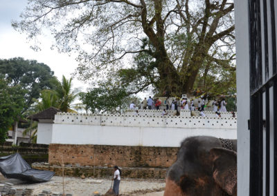 Natha Devale con albero sacro della odhi ed elefante Tempio- el Sacro dente Kandy - Diario sdi viaggio in Sri Lanka