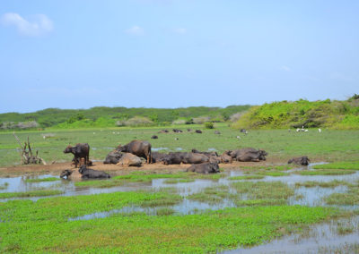 Parco-Nazionale-di-Bundala - Diario di viaggio in Sri Lanka