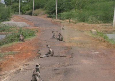 Parco-Nazionale-di-Bundala - Diario di viaggio in Sri Lanka