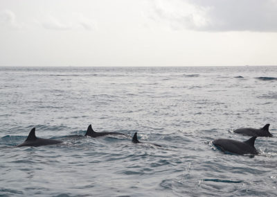 delfini Biyadhoo - Diario di viaggio alle Maldive