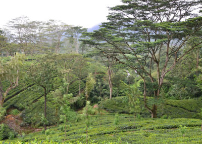 Piantagioni di tè tra Kandy e Nuwara-Eliya - Diario sdi viaggio in Sri Lanka