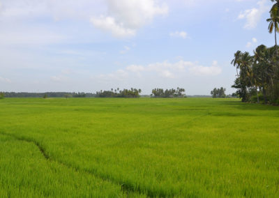Dintorni Parco Nazionale-Yala-Bundala - Diario di viaggio in Sri Lanka
