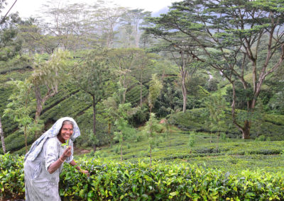 Raccoglitrice di tè - Diario sdi viaggio in Sri Lanka