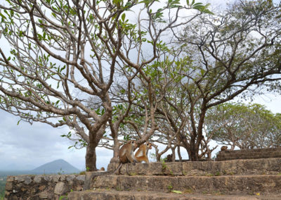 Scalinata cimmie e frangipane Tempio-d'oro Dambulla - Diario di viaggio in Sri Lanka