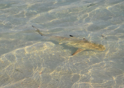 Biyadhoo--Maldive