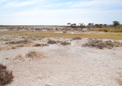 Etosha - Diario di viaggio in Namibia