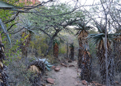 Foresta di Omumborombonga Waterberg National Park - Diario di viaggio in Namibia