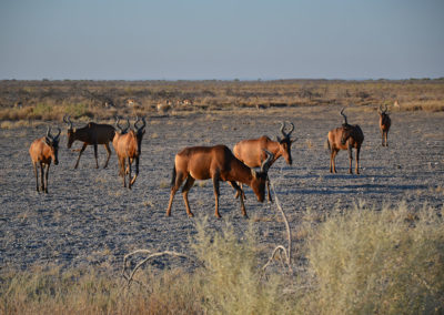 -Etosha - Diario di viaggio in Namibia