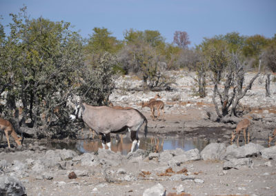 Etosha - Diario di viaggio in Namibia