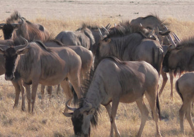 Etosha - Diario di viaggio in Namibia