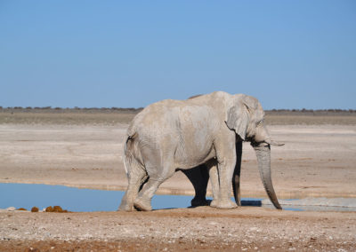 Etosha - Diario di viaggio in Namibia