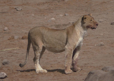 Etosha - Diario di viaggio in Namibia