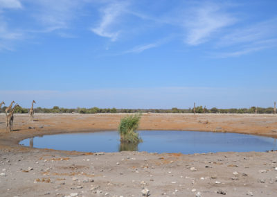 Etosha- Diario di viaggio in Namibia
