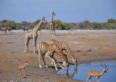 Etosha - Diario di viaggio in Namibia