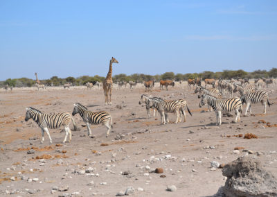Etosha - Diario di viaggio in Namibia
