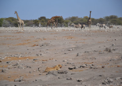 Etosha - Diario di viaggio in Namibia