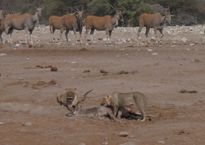 Etosha - Diario di viaggio in Namibia