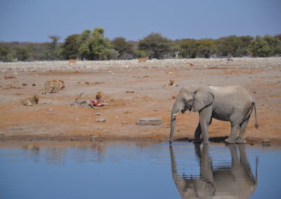 Etosha - Diario di viaggio in Namibia