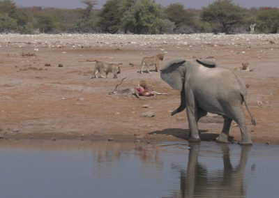 Etosha - Diario di viaggio in Namibia