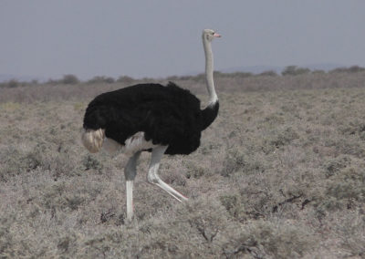 Etosha - Diario di viaggio in Namibia